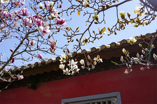 云南旅游,云南旅行社,云南團建公司,云南策劃公司,大理旅游,大理旅行社,大理團建公司,大理策劃公司：春天丨去大理賞花！